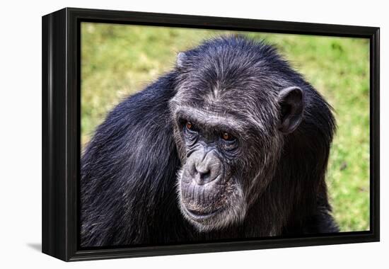 A chimpanzee with beautiful brown eyes.-Larry Richardson-Framed Premier Image Canvas