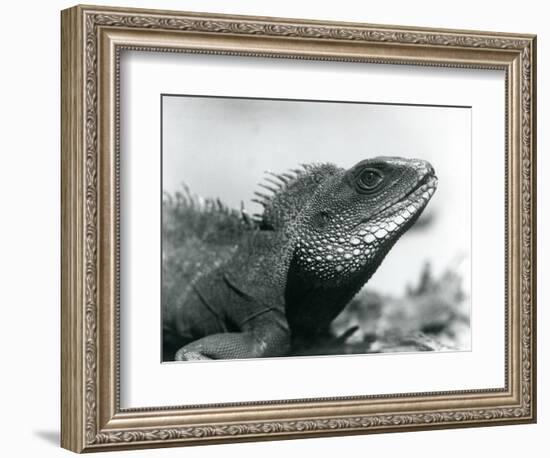 A Chinese/Asian/Thai/Green Water Dragon at London Zoo in August 1928 (B/W Photo)-Frederick William Bond-Framed Giclee Print