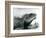 A Chinese/Asian/Thai/Green Water Dragon at London Zoo in August 1928 (B/W Photo)-Frederick William Bond-Framed Giclee Print