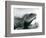 A Chinese/Asian/Thai/Green Water Dragon at London Zoo in August 1928 (B/W Photo)-Frederick William Bond-Framed Giclee Print