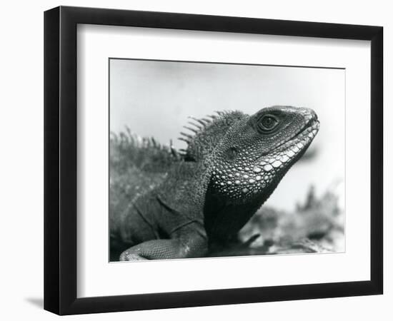 A Chinese/Asian/Thai/Green Water Dragon at London Zoo in August 1928 (B/W Photo)-Frederick William Bond-Framed Giclee Print