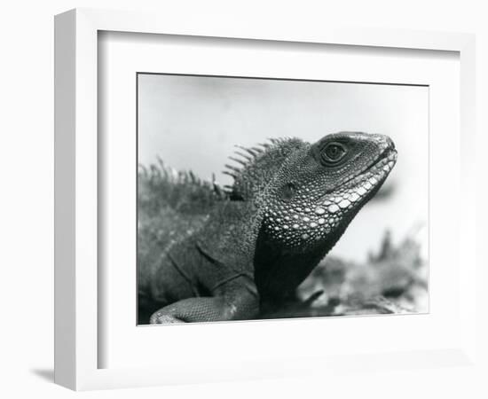 A Chinese/Asian/Thai/Green Water Dragon at London Zoo in August 1928 (B/W Photo)-Frederick William Bond-Framed Giclee Print