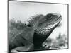 A Chinese/Asian/Thai/Green Water Dragon at London Zoo in August 1928 (B/W Photo)-Frederick William Bond-Mounted Giclee Print