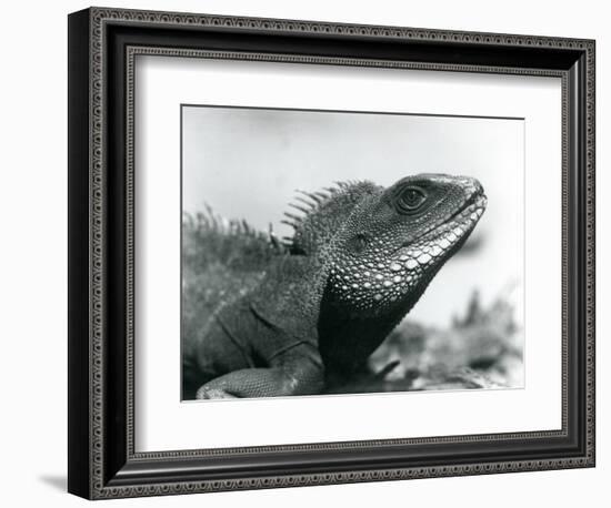 A Chinese/Asian/Thai/Green Water Dragon at London Zoo in August 1928 (B/W Photo)-Frederick William Bond-Framed Giclee Print