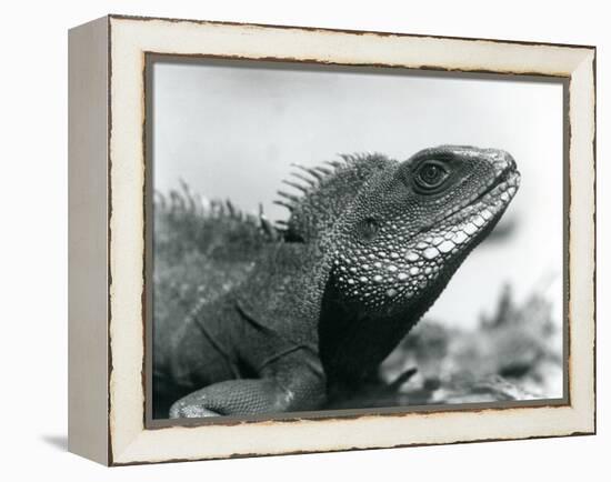 A Chinese/Asian/Thai/Green Water Dragon at London Zoo in August 1928 (B/W Photo)-Frederick William Bond-Framed Premier Image Canvas