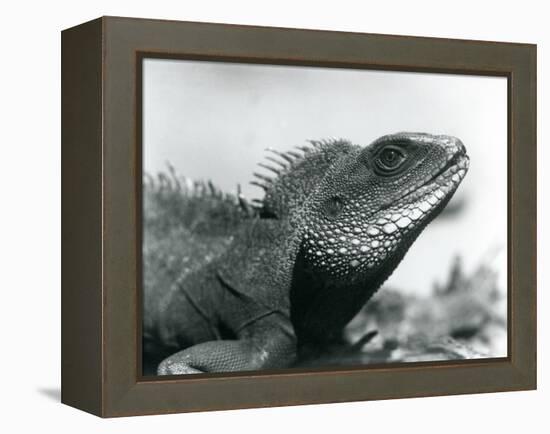 A Chinese/Asian/Thai/Green Water Dragon at London Zoo in August 1928 (B/W Photo)-Frederick William Bond-Framed Premier Image Canvas