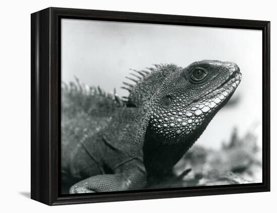 A Chinese/Asian/Thai/Green Water Dragon at London Zoo in August 1928 (B/W Photo)-Frederick William Bond-Framed Premier Image Canvas