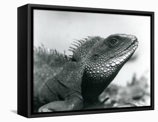 A Chinese/Asian/Thai/Green Water Dragon at London Zoo in August 1928 (B/W Photo)-Frederick William Bond-Framed Premier Image Canvas