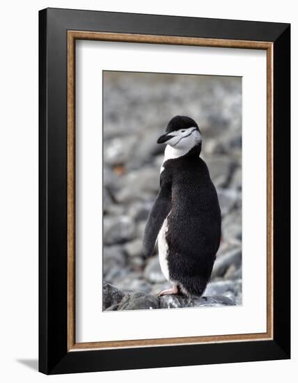 A chinstrap penguin-Natalie Tepper-Framed Photo