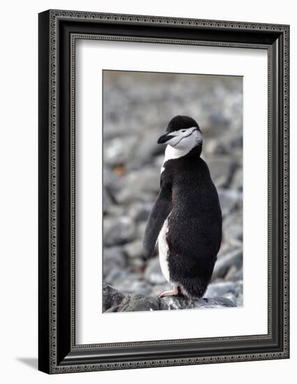 A chinstrap penguin-Natalie Tepper-Framed Photo
