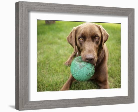 A Chocolate Labrador Holds a Green Ball-John Kershner-Framed Photographic Print