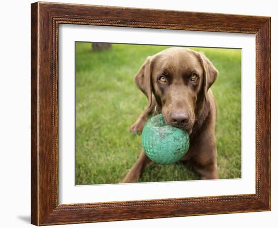 A Chocolate Labrador Holds a Green Ball-John Kershner-Framed Photographic Print