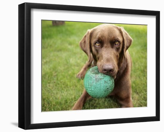 A Chocolate Labrador Holds a Green Ball-John Kershner-Framed Photographic Print