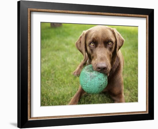 A Chocolate Labrador Holds a Green Ball-John Kershner-Framed Photographic Print