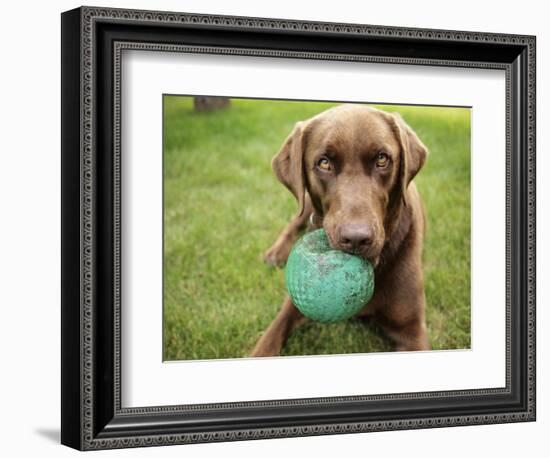 A Chocolate Labrador Holds a Green Ball-John Kershner-Framed Photographic Print