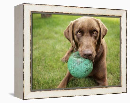 A Chocolate Labrador Holds a Green Ball-John Kershner-Framed Premier Image Canvas