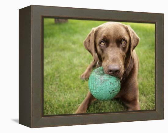 A Chocolate Labrador Holds a Green Ball-John Kershner-Framed Premier Image Canvas