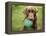 A Chocolate Labrador Holds a Green Ball-John Kershner-Framed Premier Image Canvas