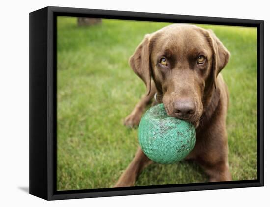 A Chocolate Labrador Holds a Green Ball-John Kershner-Framed Premier Image Canvas