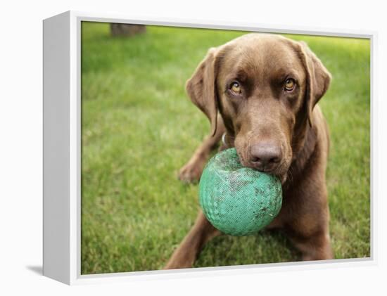 A Chocolate Labrador Holds a Green Ball-John Kershner-Framed Premier Image Canvas