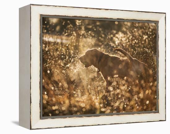 A Chocolate Labrador with a Ball in its Mouth Surrounded by Rain Soaked Foliage-Alex Saberi-Framed Premier Image Canvas