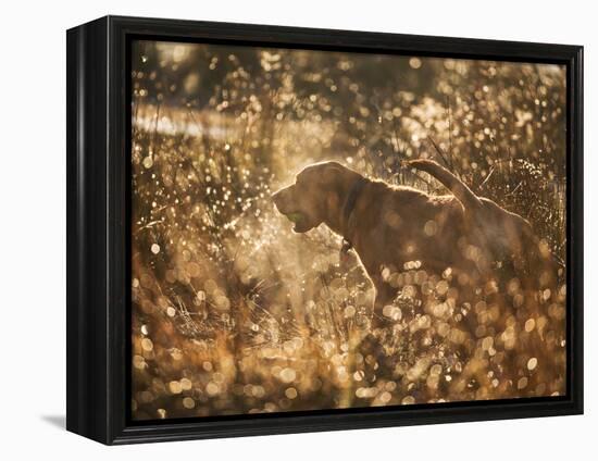 A Chocolate Labrador with a Ball in its Mouth Surrounded by Rain Soaked Foliage-Alex Saberi-Framed Premier Image Canvas