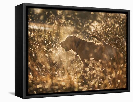 A Chocolate Labrador with a Ball in its Mouth Surrounded by Rain Soaked Foliage-Alex Saberi-Framed Premier Image Canvas