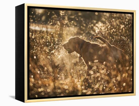 A Chocolate Labrador with a Ball in its Mouth Surrounded by Rain Soaked Foliage-Alex Saberi-Framed Premier Image Canvas