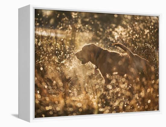 A Chocolate Labrador with a Ball in its Mouth Surrounded by Rain Soaked Foliage-Alex Saberi-Framed Premier Image Canvas