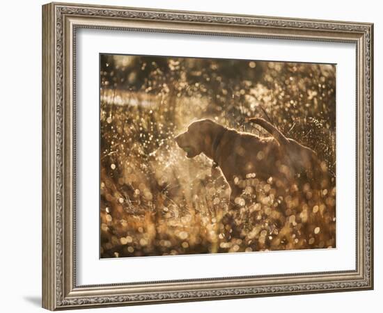 A Chocolate Labrador with a Ball in its Mouth Surrounded by Rain Soaked Foliage-Alex Saberi-Framed Photographic Print