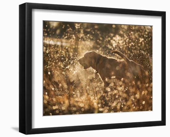 A Chocolate Labrador with a Ball in its Mouth Surrounded by Rain Soaked Foliage-Alex Saberi-Framed Photographic Print