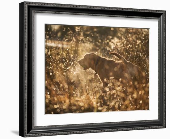 A Chocolate Labrador with a Ball in its Mouth Surrounded by Rain Soaked Foliage-Alex Saberi-Framed Photographic Print