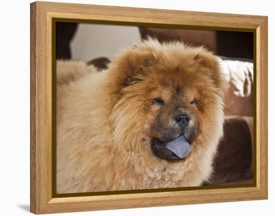 A Chow Chow Puppy Standing Indoors with Tan Background-Zandria Muench Beraldo-Framed Premier Image Canvas