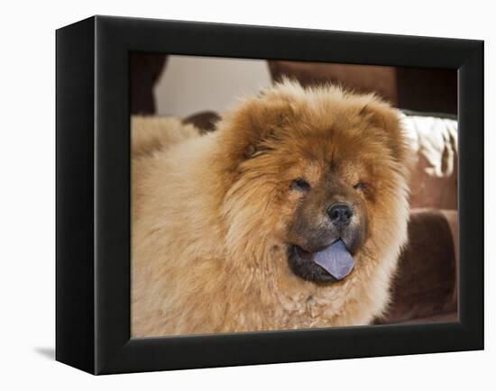 A Chow Chow Puppy Standing Indoors with Tan Background-Zandria Muench Beraldo-Framed Premier Image Canvas