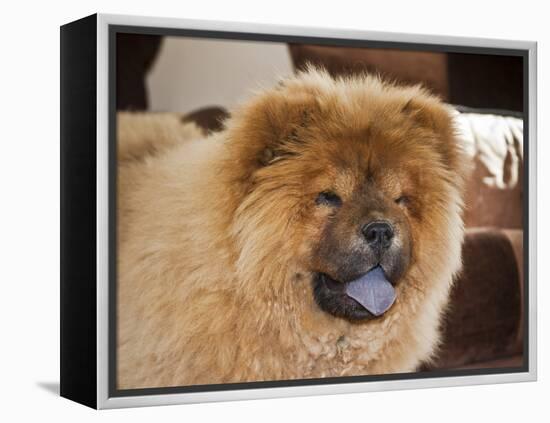 A Chow Chow Puppy Standing Indoors with Tan Background-Zandria Muench Beraldo-Framed Premier Image Canvas