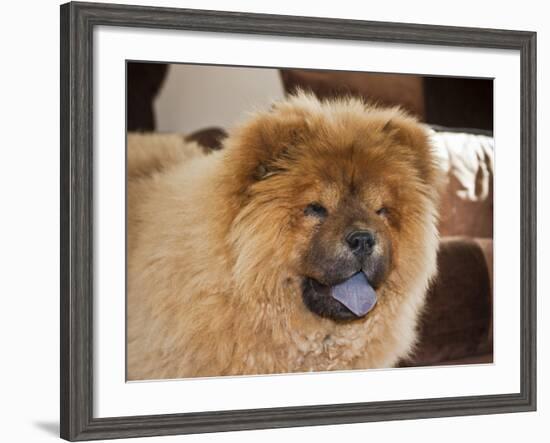 A Chow Chow Puppy Standing Indoors with Tan Background-Zandria Muench Beraldo-Framed Photographic Print