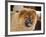 A Chow Chow Puppy Standing Indoors with Tan Background-Zandria Muench Beraldo-Framed Photographic Print