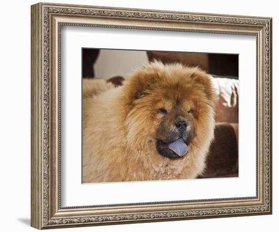 A Chow Chow Puppy Standing Indoors with Tan Background-Zandria Muench Beraldo-Framed Photographic Print