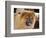 A Chow Chow Puppy Standing Indoors with Tan Background-Zandria Muench Beraldo-Framed Photographic Print