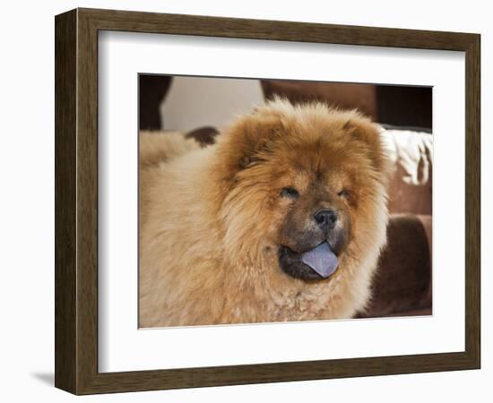 A Chow Chow Puppy Standing Indoors with Tan Background-Zandria Muench Beraldo-Framed Photographic Print