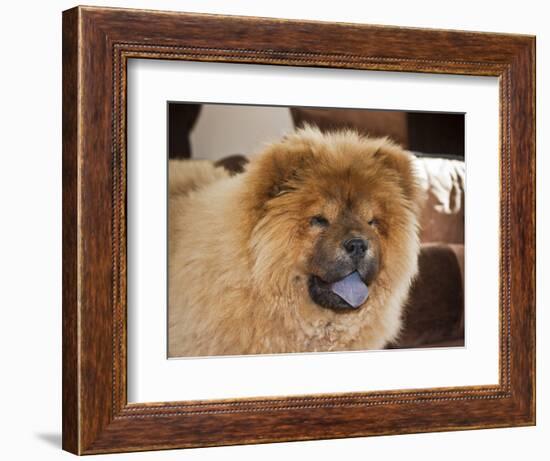 A Chow Chow Puppy Standing Indoors with Tan Background-Zandria Muench Beraldo-Framed Photographic Print