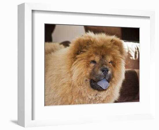 A Chow Chow Puppy Standing Indoors with Tan Background-Zandria Muench Beraldo-Framed Photographic Print