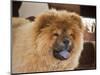 A Chow Chow Puppy Standing Indoors with Tan Background-Zandria Muench Beraldo-Mounted Photographic Print