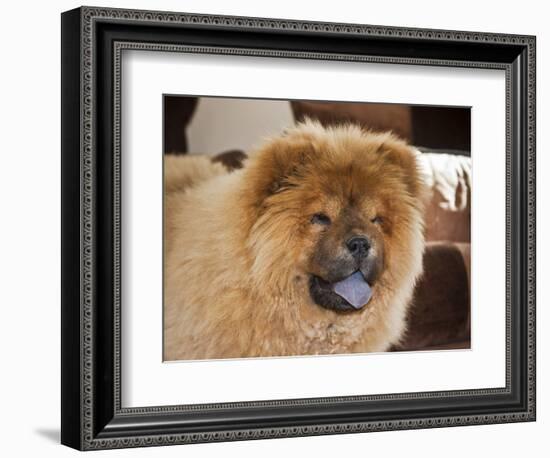 A Chow Chow Puppy Standing Indoors with Tan Background-Zandria Muench Beraldo-Framed Photographic Print