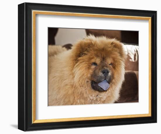 A Chow Chow Puppy Standing Indoors with Tan Background-Zandria Muench Beraldo-Framed Photographic Print