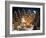 A Christmas Forest Scene with Father Christmas-null-Framed Photographic Print