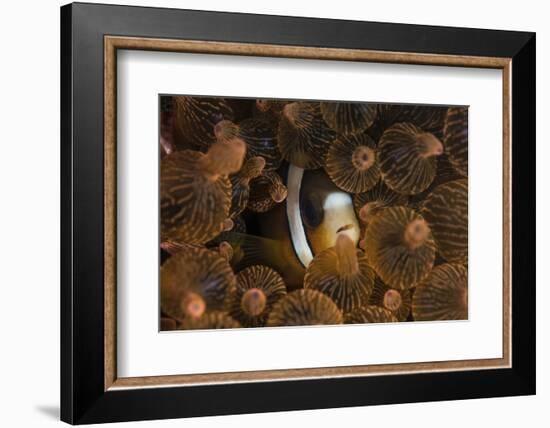 A Clark's Anemonefish Nuggles into the Tentacles of its Host Anemone-Stocktrek Images-Framed Photographic Print