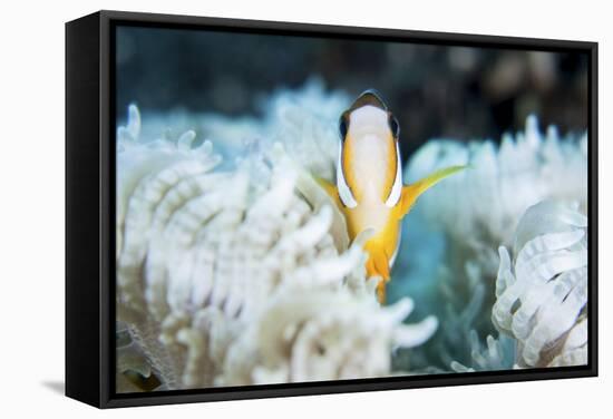 A Clark's Anemonefish Snuggles Amongst its Host's Tentacles on a Reef-Stocktrek Images-Framed Premier Image Canvas