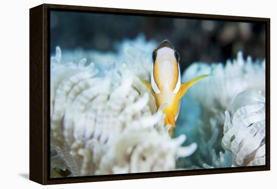 A Clark's Anemonefish Snuggles Amongst its Host's Tentacles on a Reef-Stocktrek Images-Framed Premier Image Canvas