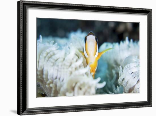 A Clark's Anemonefish Snuggles Amongst its Host's Tentacles on a Reef-Stocktrek Images-Framed Photographic Print